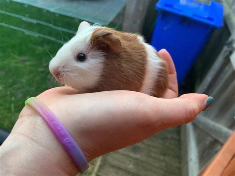 There was an. . Female guinea pig for sale
